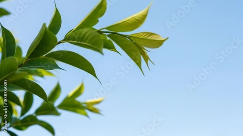 Closeup of Fresh Green Leaves Swaying in Breeze Against Clear Blue Sky