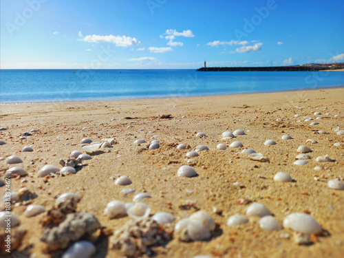 Out-of-focus close-up of seashells on a sandy beach with the sea in the background. Assortment of seashells in a natural coastal setting.