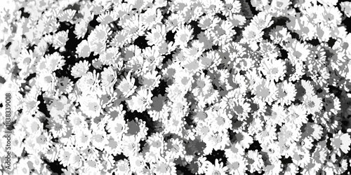 A close up view of numerous small white flowers in a dense cluster