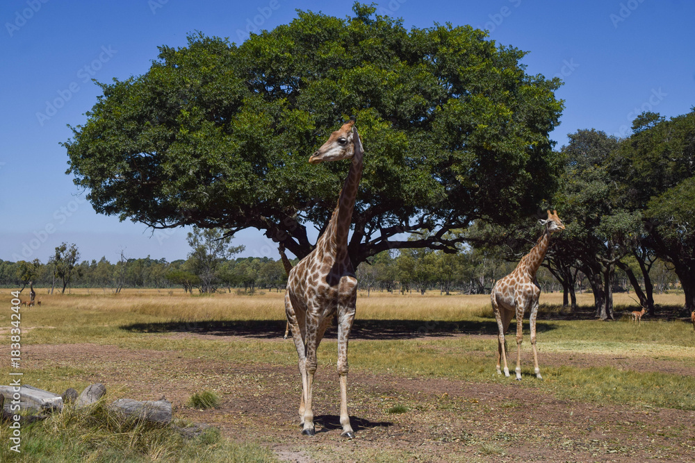 Naklejka premium Giraffes in a nature reserve in Southern Africa