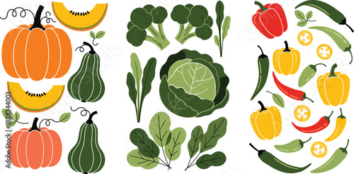 Stylized Vector Collection of Fresh Vegetables, Including Pumpkins, Butternut Squash, Cabbage, Broccoli, and Diverse Bell and Chili Peppers, Ideal for Farm, Recipe, and Healthy Food Graphics.