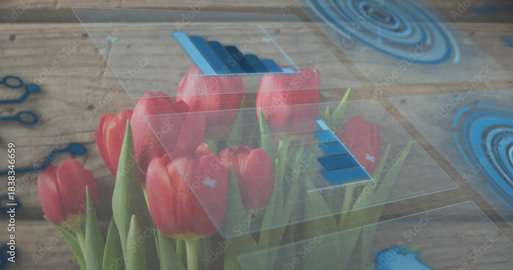 Fototapeta premium Showing cluster of red tulip blossoms with green stems on wooden plank, floating HUD panels