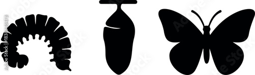 Butterfly Life Cycle Vector – Metamorphosis Silhouette Icon