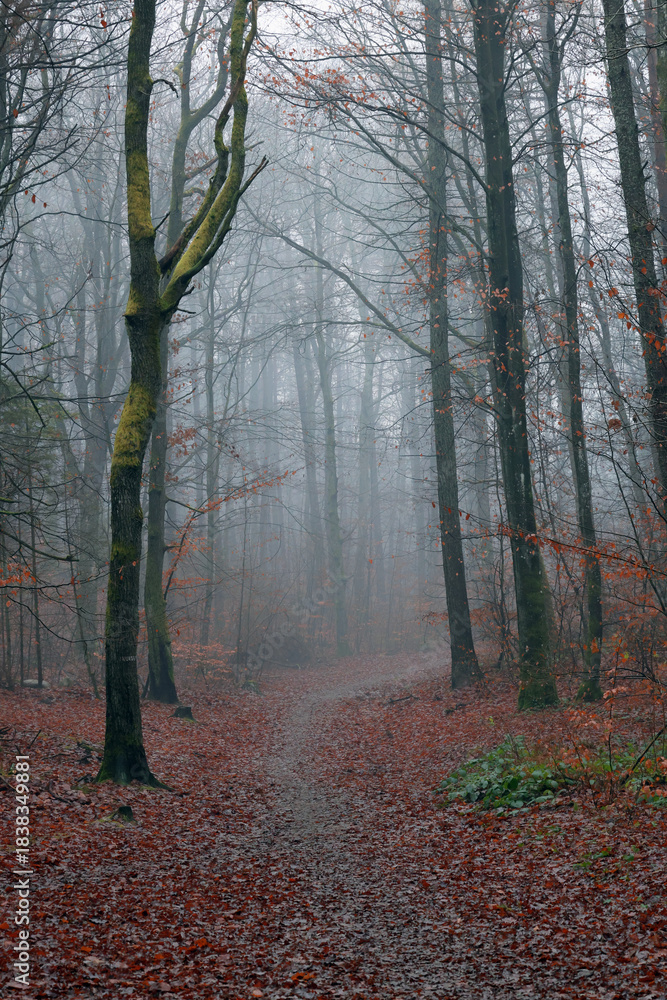 Obraz premium Misty Forest Path in Autumn