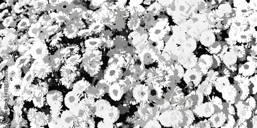 A dense collection of small white flowers with dark centers fills the frame