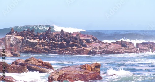 Herd of fur seals rest on rocks near the Cape of Good Hope.