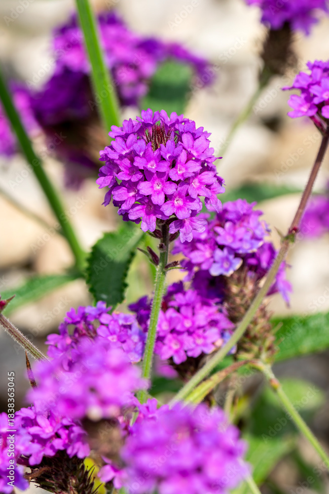 Obraz premium Verbena rigida a summer flowering plant with a purple summertime flower commonly known as slender vervain, stock photo gardening image