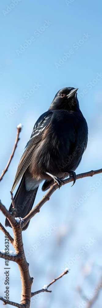 Fototapeta premium Glossy black bird perched on a bare branch against a stark winter sky, silhouette, outdoor