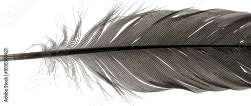 Close-up macro photograph of a single dark bird feather with intricate detail, isolated on a white background