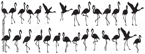 Flamingo bird silhouettes