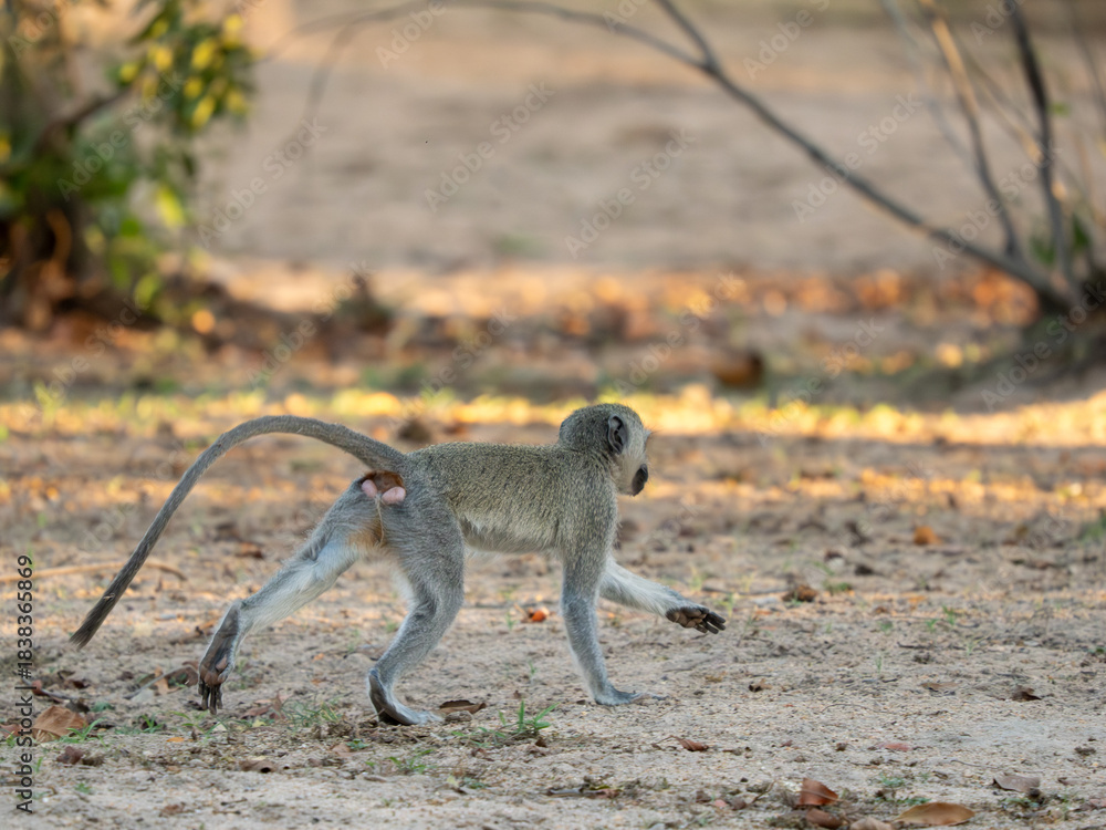 Naklejka premium Grüne Meerkatze