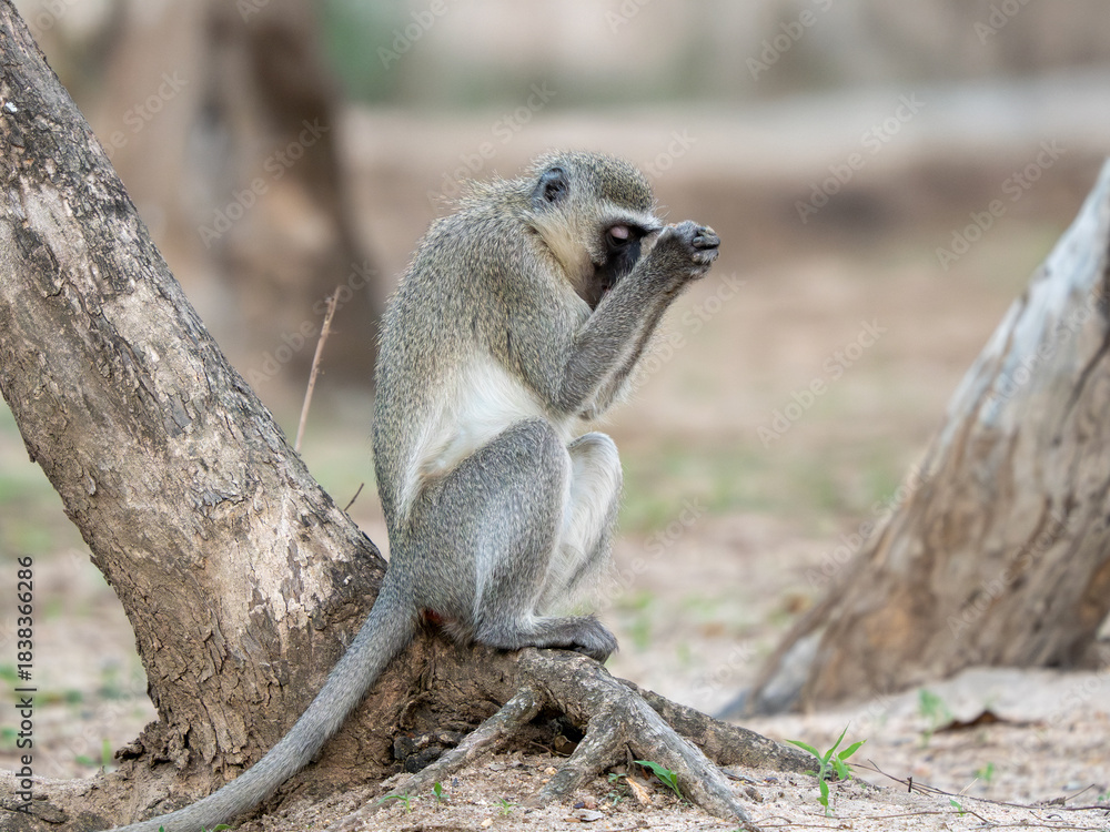 Fototapeta premium Grüne Meerkatze