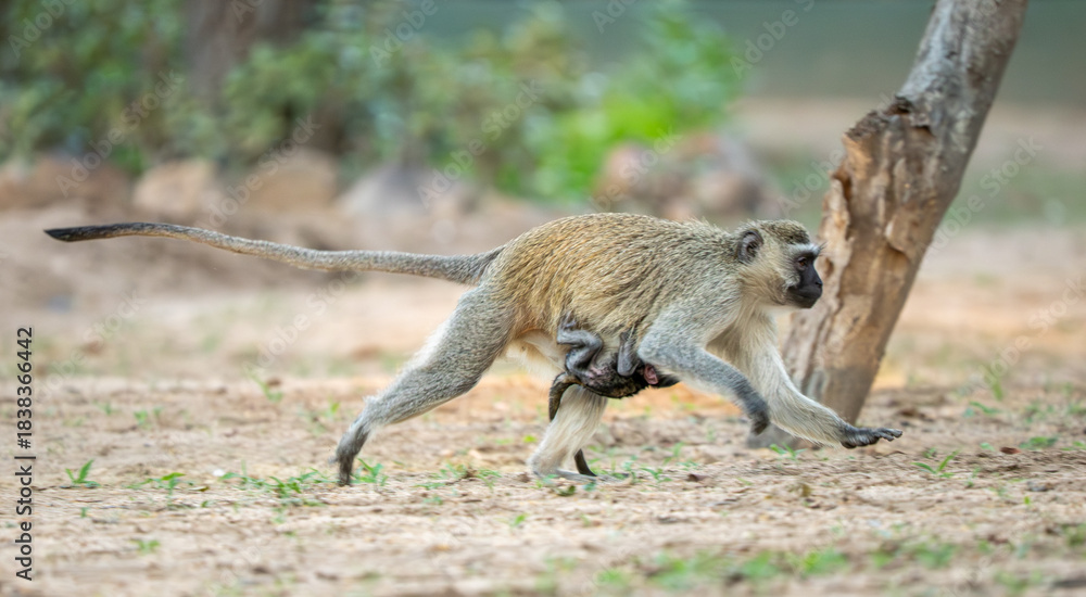 Fototapeta premium Grüne Meerkatze