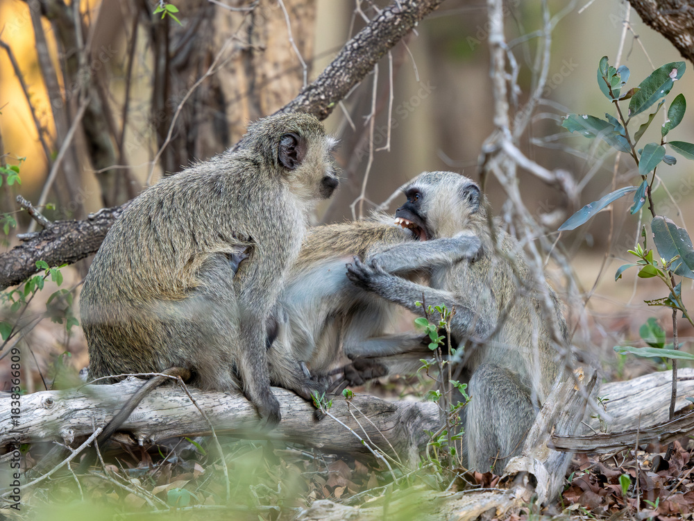 Fototapeta premium Grüne Meerkatze