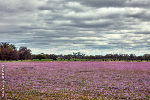 Magenta Wildflowers Under a Brooding Spring Sky