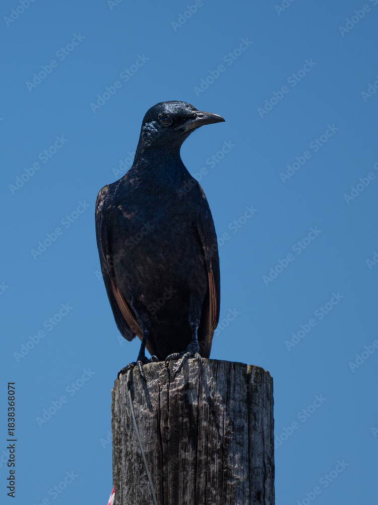 Fototapeta premium Rotschwingenstar