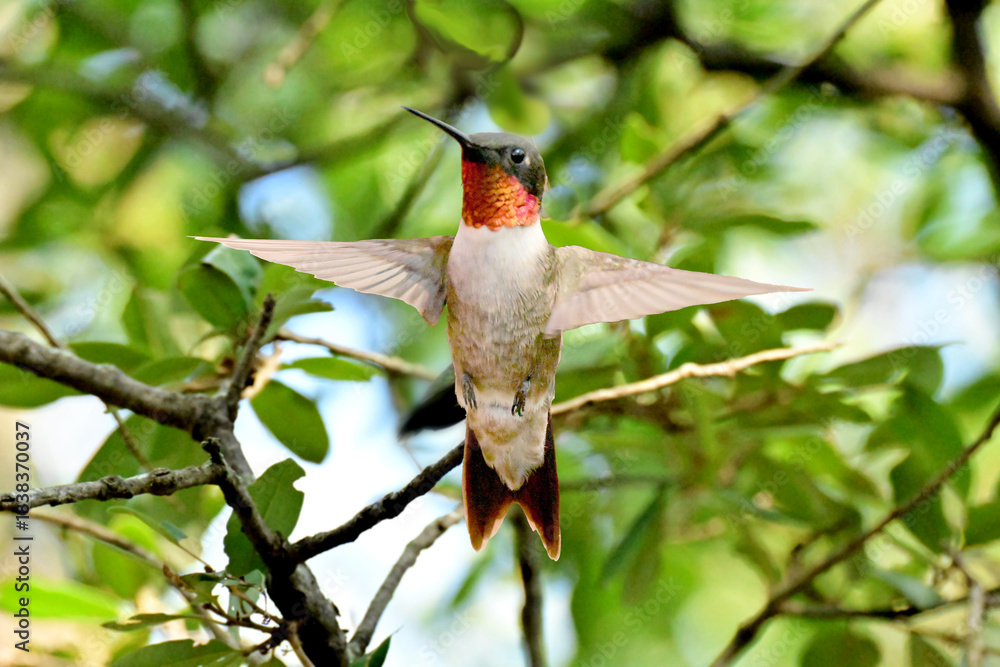Naklejka premium hummingbird in flight