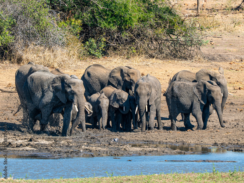 Obraz premium Elefant