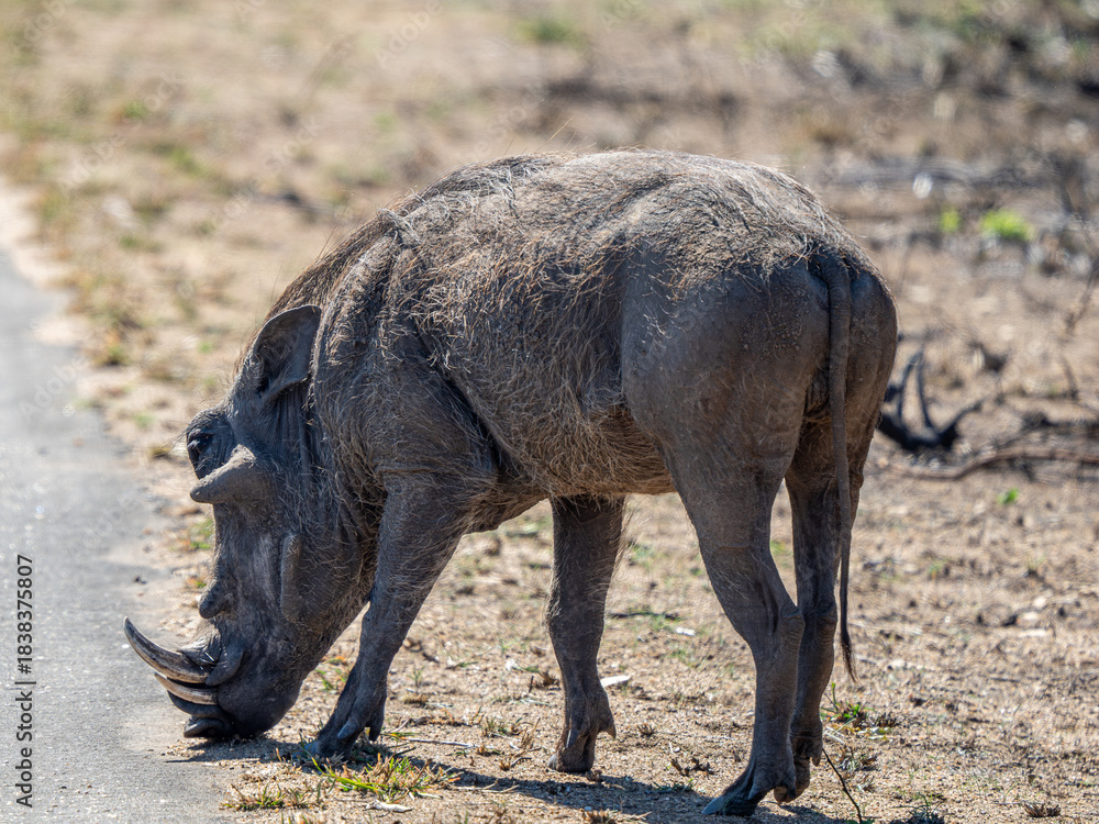 Fototapeta premium Warzenschwein