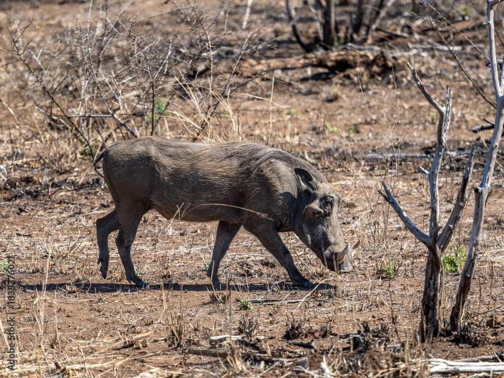 Fototapeta premium Warzenschwein
