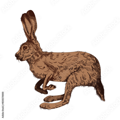 Hare realistic illustration