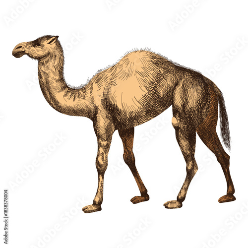 Camel realistic illustration