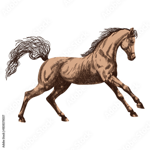 Vector illustration of a Horse in realistic style