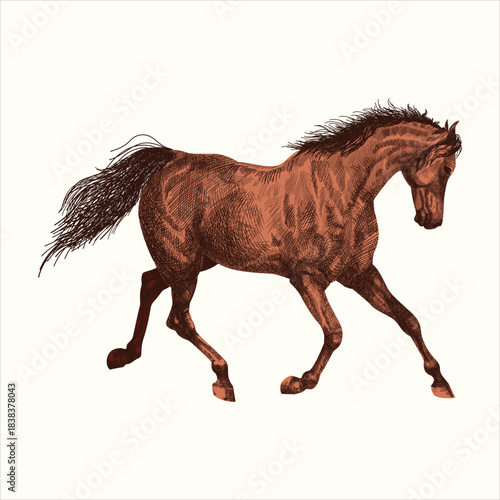 Vector illustration of a Horse in realistic style