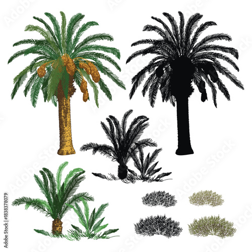 Palm realistic illustration, silhouette