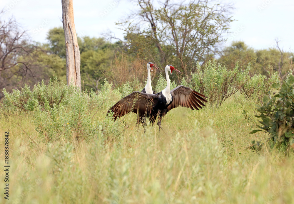 Fototapeta premium Two Wattled Cranes, Okavango Delta, Botswana