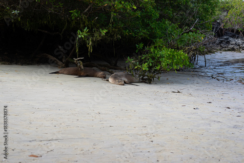 sea lions resting on the sand in the Galapagos