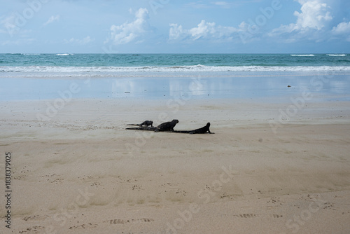Three marine iguanas from the Galapagos Islands on Tortuga Bay beach