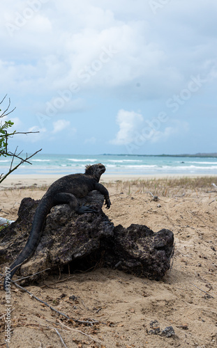 Galapagos marine iguana in the foreground, resting on a rock with the sea in the background