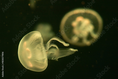 Group of white moon jellyfish swimming together in blue aquarium tank, overhead wide composition landscape orientation, underwater wildlife photography.