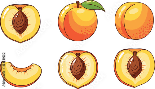 Peach fruit vector illustration set with whole sliced and halved peaches showing seed juicy summer design
