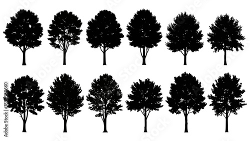 Stunning collection of diverse deciduous tree silhouettes perfect for elegant landscape design and nature projects