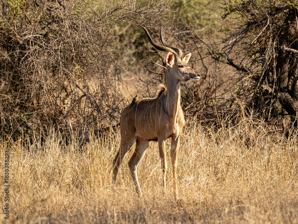 Naklejka premium Kudu