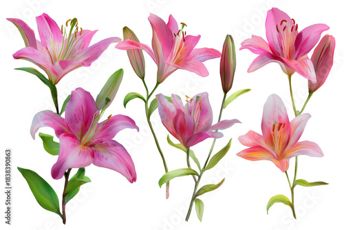Beautiful Hand Drawn Watercolor Pink Lilies Set. A collection of six stunning pink stargazer lilies in various stages of bloom for elegant floral arrangements.