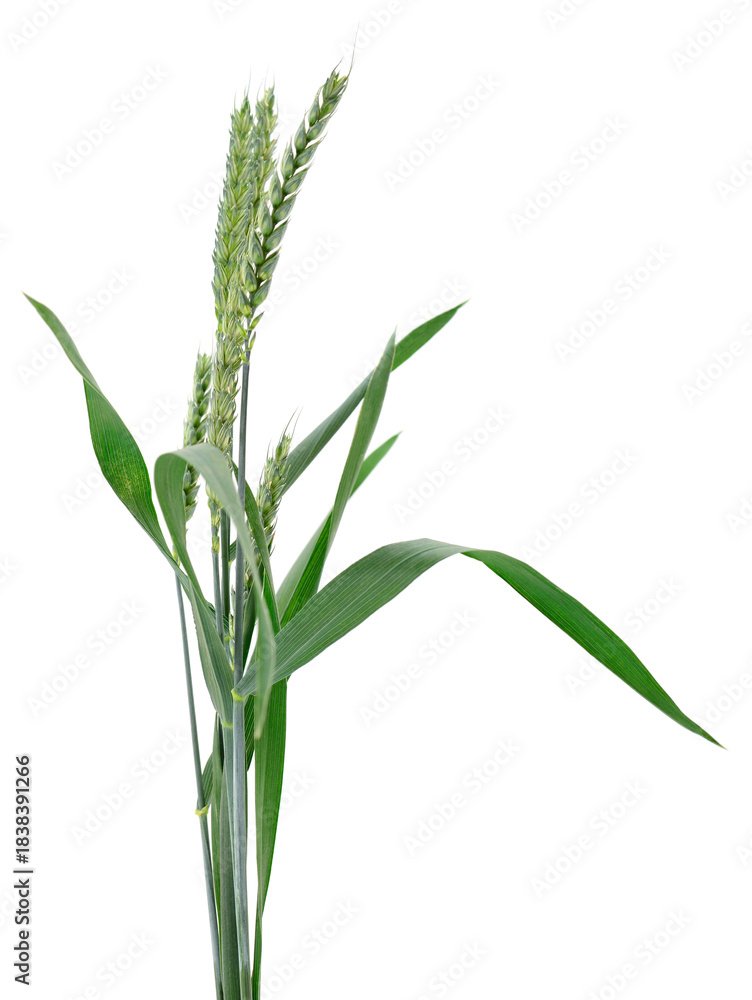 Obraz premium Green Wheat Ears Isolated on White Background