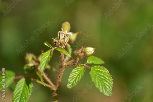 Bilde på lerret Rubus sorbifolius features compound serrated leaflets with fine hairs and a distinct pinnate structure