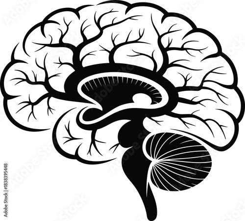Human brain anatomy illustration