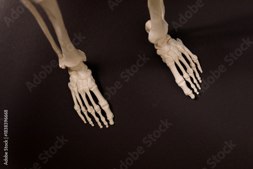 Anatomy image showcasing th...