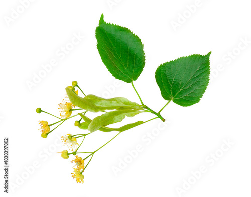 Linden flowers isolated on a white background, top view