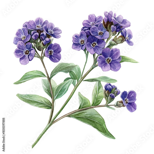 Sweet Alyssum Flower, watercolor painting vector, isolated on a white background.