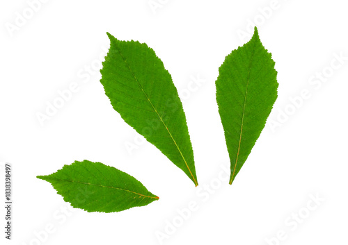 Horse-chestnut leaves isolated on a white background, contour