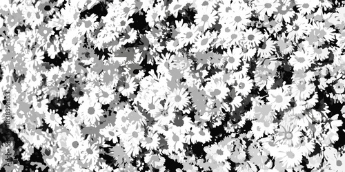 A dense field of white daisy like flowers with a monochrome aesthetic