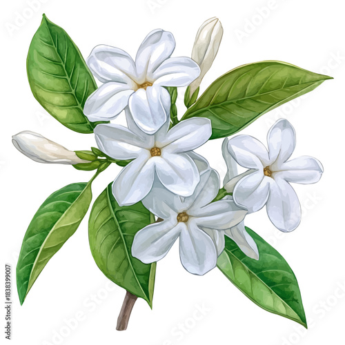 watercolor of Stephanotis Flower, vector, isolated on a white background.