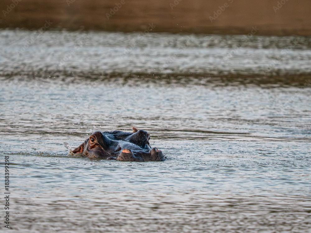 Fototapeta premium Flusspferd