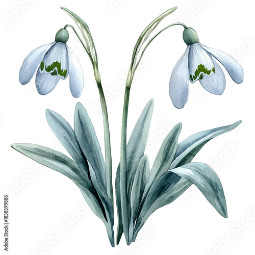 Snowdrop Flower, watercolor illustration vector, isolated on a white background.