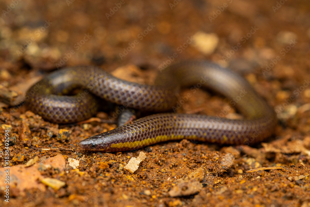 Fototapeta premium snake in the mud, shield tail snake,